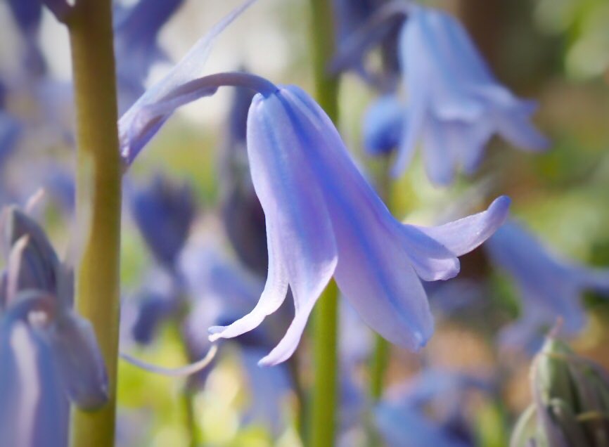 We passed a wood filled with thousands of bluebells by the road near Cranleigh Surrey this morning - so wish we could have stopped but the road was too narrow.  🥲

#bluebells #spring #naturelovers #wildflowers #springflowers #flowerphotography #FlowersOfTwitter