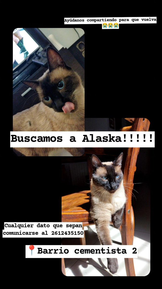 #gatos #gatosmendoza #gatosperdidos #cementista