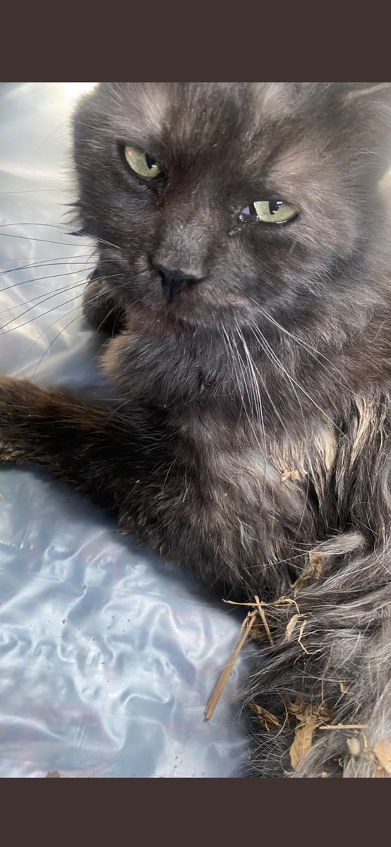 غرام tweet media