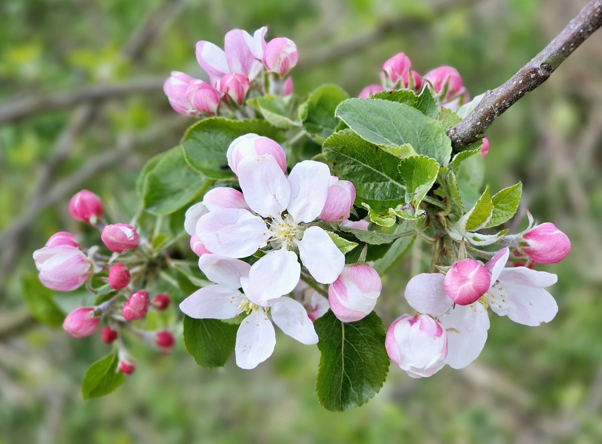 April, hazy lazy sunny days, driving winds, rain and hail, and Apple blossom 💚