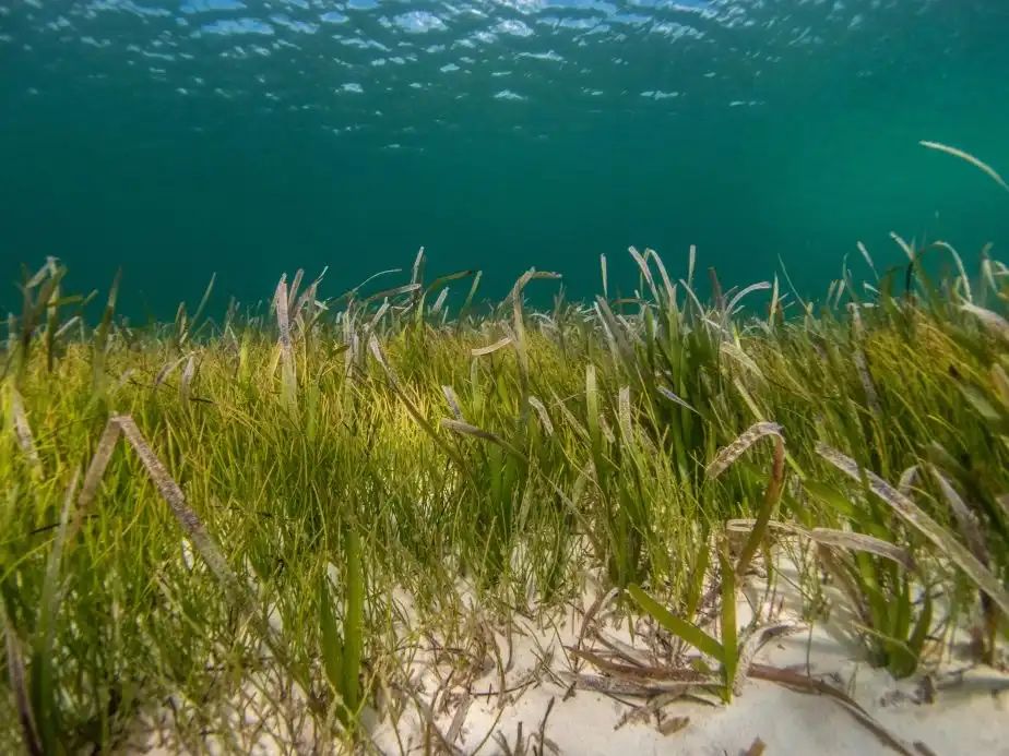 Seagrass meadows face uncertain future, scientists say buff.ly/4aAhATr v @jcu #PlantScience