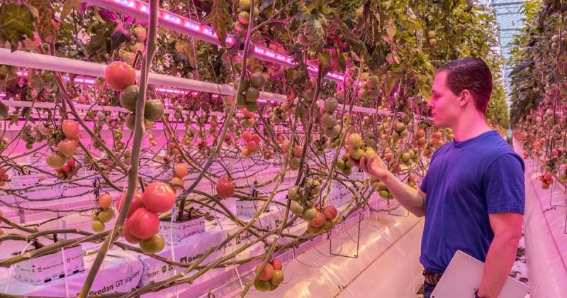 🌟 Exciting news! 🌟 
Discover the latest at Pylot! Introducing our enhanced Harvest Forecast feature, revolutionizing crop prediction for greenhouse teams worldwide. Read more: pylot.nl/en/news-events…