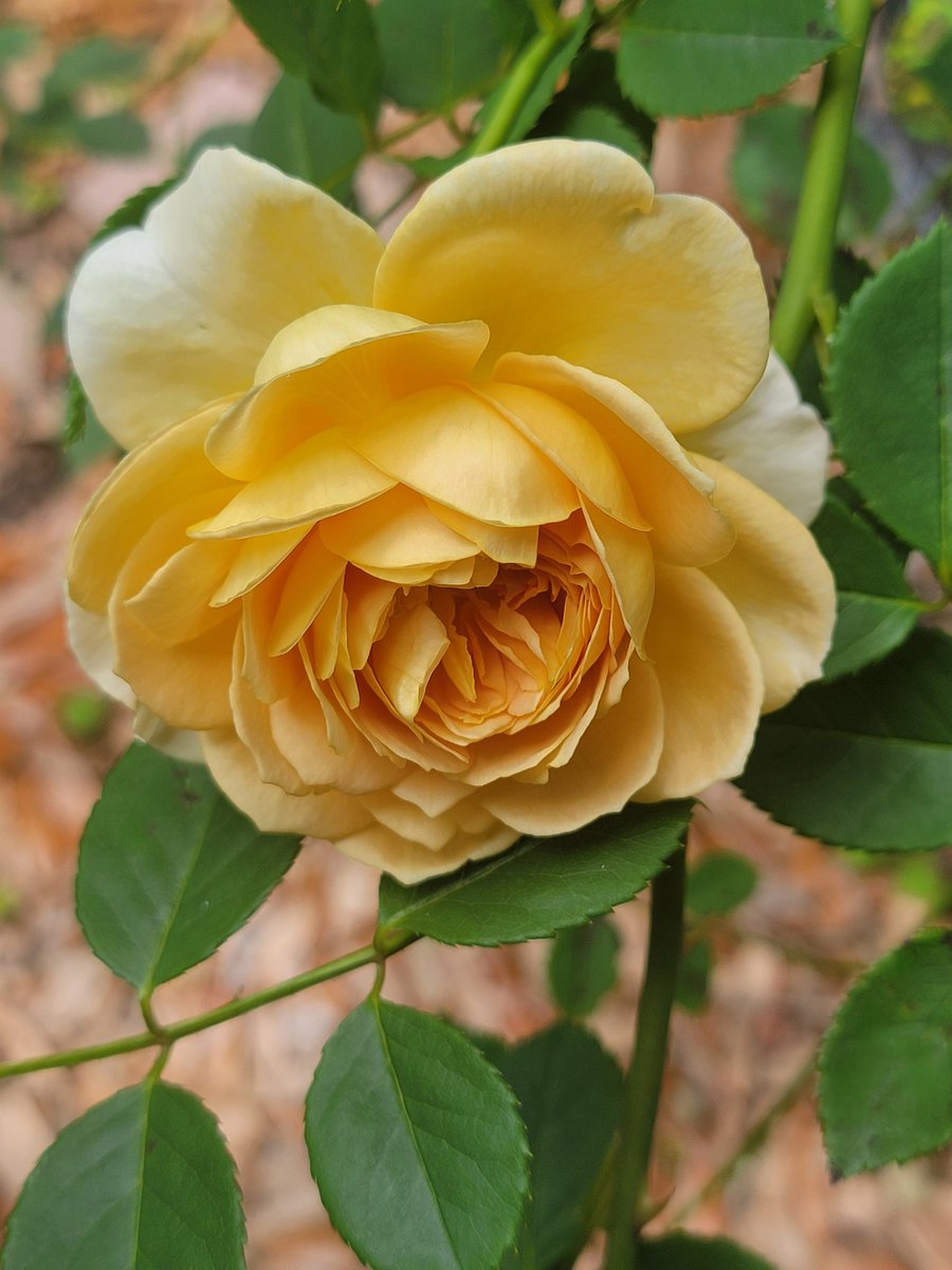 First bloom! Our Golden Celebration rose. #RoseWednesday 
 #Flowers #FlowerPhotography #FlowerGardening #Spring #rosephotography #GardeningTwitter 
#GardeningX #Florida 😔