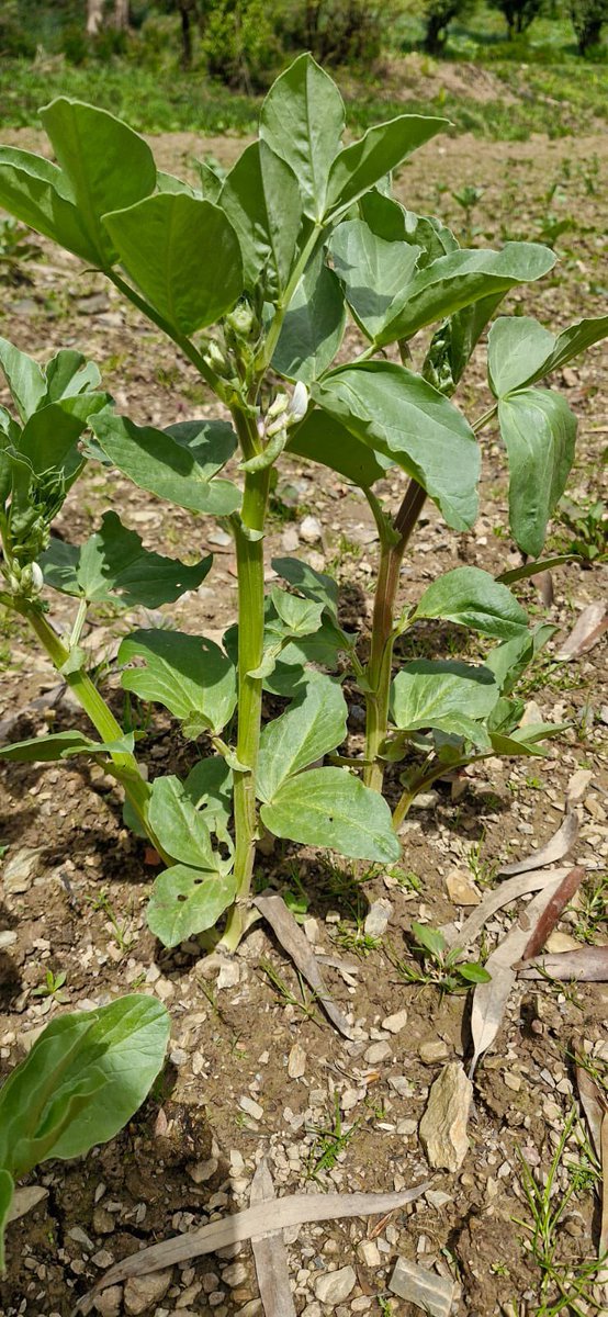 Farm sent me a picture of the Winter Broad Bean crop, nice! I reply, how much is there? That’s it, that plant is the crop, was their answer. Not good. The first half acres seeds drowned and this half acre will make a meal. They say Bean time is Lean time in the trade