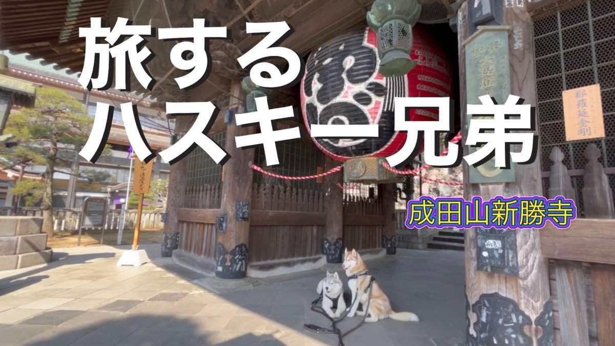 cx_reh's tweet photo. 【大型犬と旅する夫婦】成田山新勝寺〜表参道を満喫！ https://t.co/ggczI5kOgW @YouTubeより　#ハスキー犬　#成田山新勝寺 https://t.co/qp4I6FYMBN