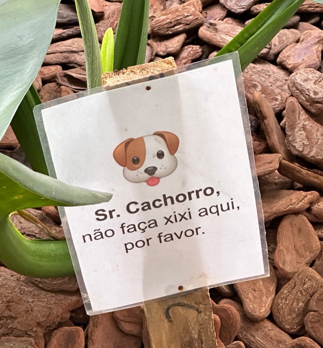 Otro día confirmando que el portugués es un idioma superior ✋🏼