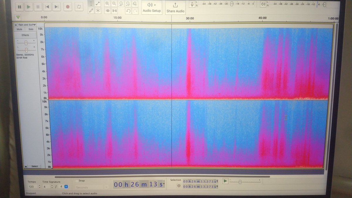 Proof checking long tracks by ear as I work on other stuff. I absolutely adore this new track. 1hr of gentle rain trickling over a coastal lake, with sea surf in the background, + Mute Swans, Whooper Swans & Wigeon lazily pottering about, grazing and calling calmly. Will upload