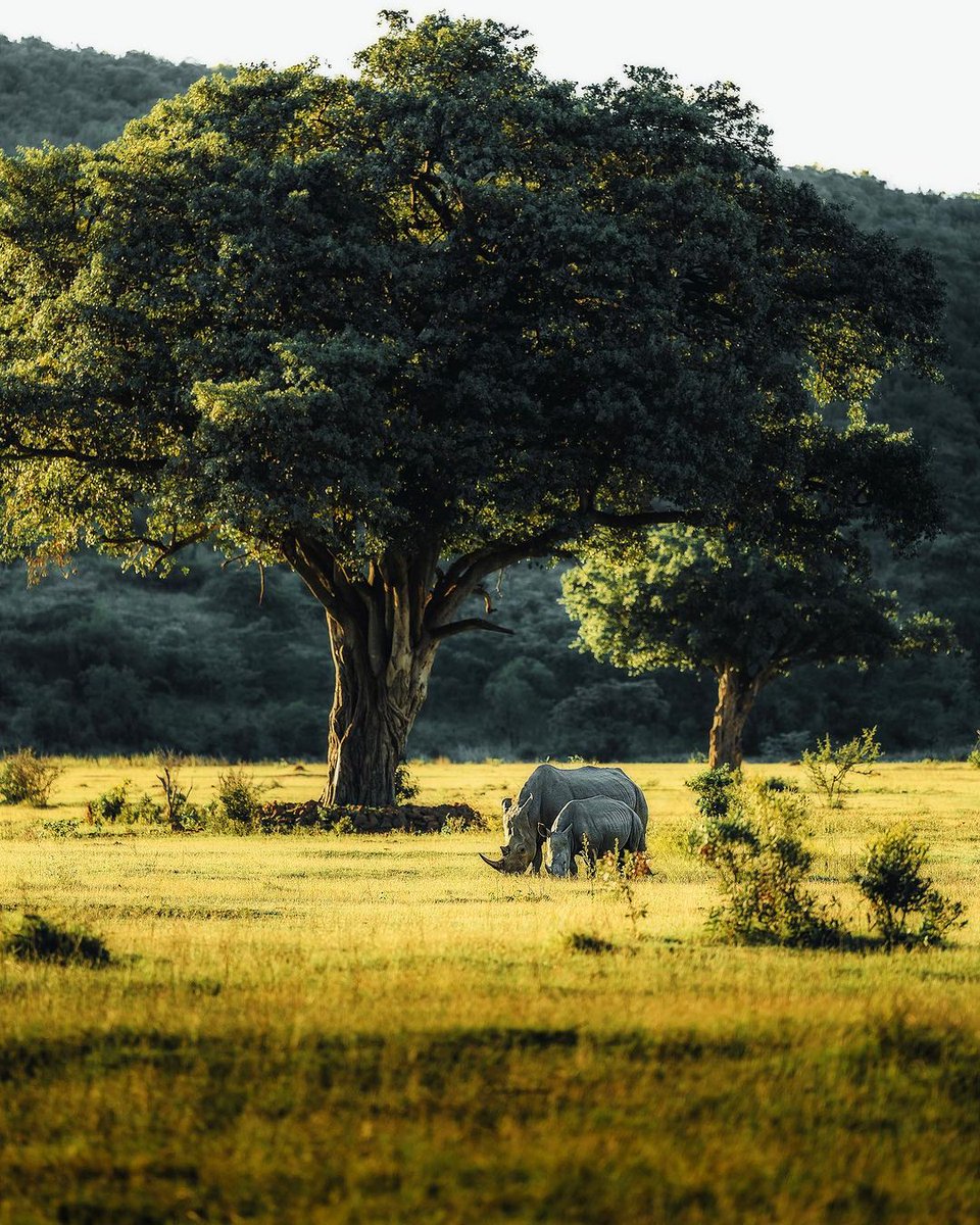 planetopen1's tweet photo. A duo of rhinos dining al fresco in Africa 🌾🦏

📍Welgevonden Game Reserve, South Africa 🇿🇦 https://t.co/ODqGrrcWG9