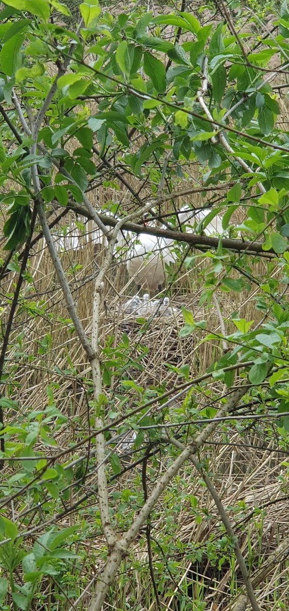 Third sighting of cygnets just in 

THIRD PLACE IS STAFFORDSHIRE! 

7 CYGNETS