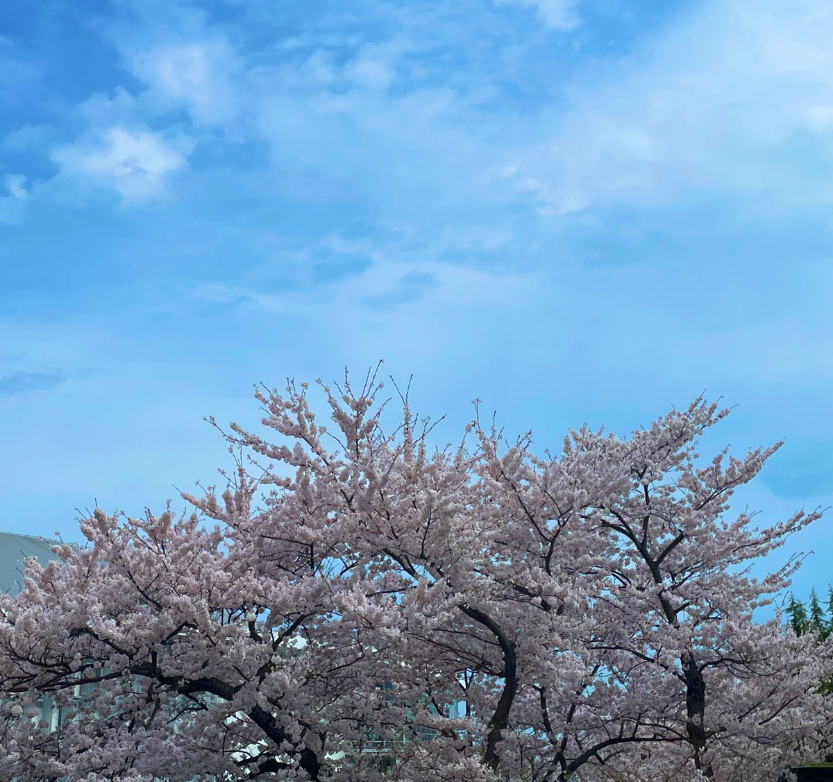 yusuke__1013's tweet photo. 🌸 https://t.co/GYcBRCMjhb