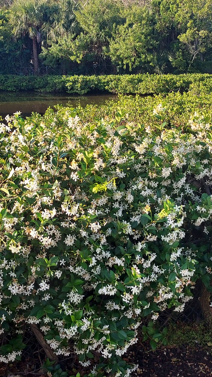 Florida spring. Our lovely jasmine is in bloom and scenting the air. Such a treat!