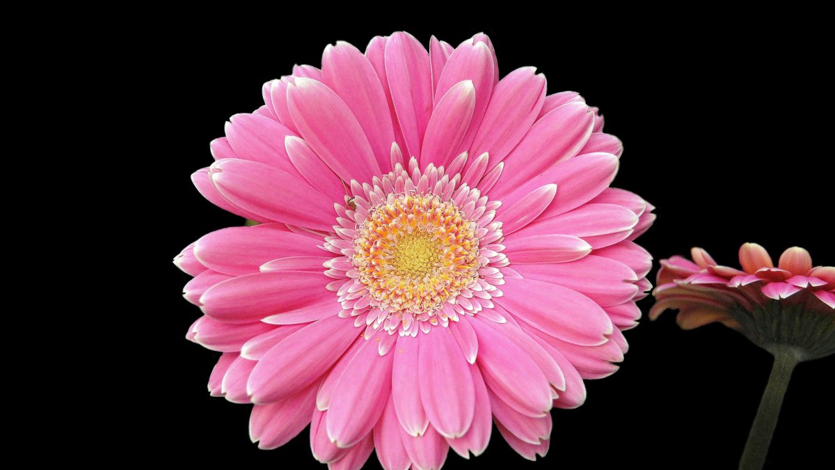 Gerbera flower