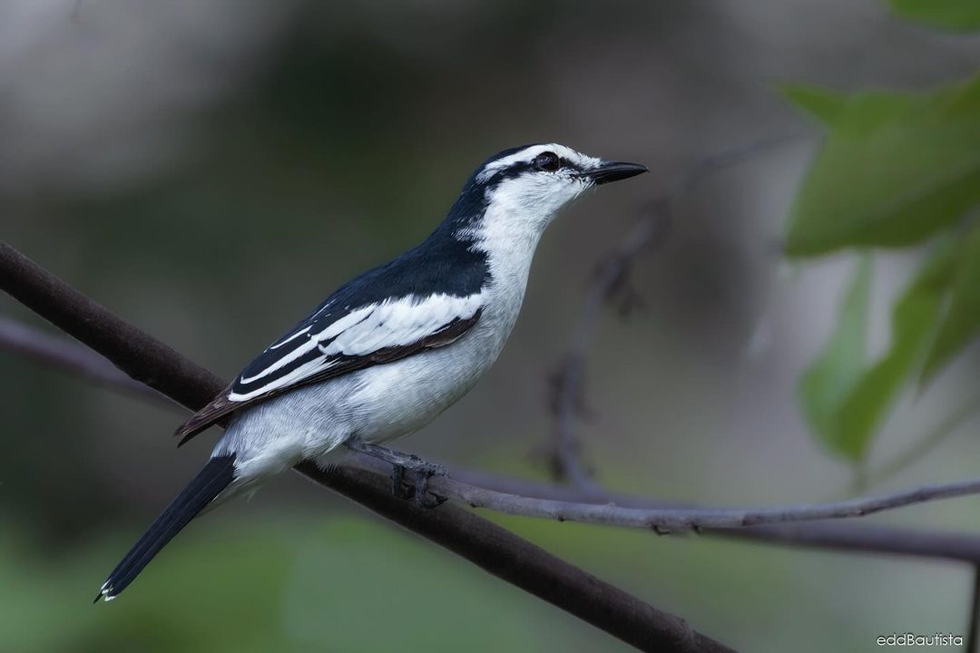 Cuckooshrike (i.e., neither a cuckoo nor a shrike): Pied triller (Lalage nigra, male) in #Brunei. Photo: EddBautista. #Borneo #wildlife #birds #birding #wildlifephotography