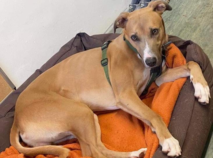 Please retweet to help Alvin find a home #WARRINGTON #UK Lurcher Cross aged 4, sadly, due to a court case he has been waiting for a home for over 740 days. He can live with children aged 12+ as the only pet in the home. Please give Alvin a share, let's get him a family✅…
