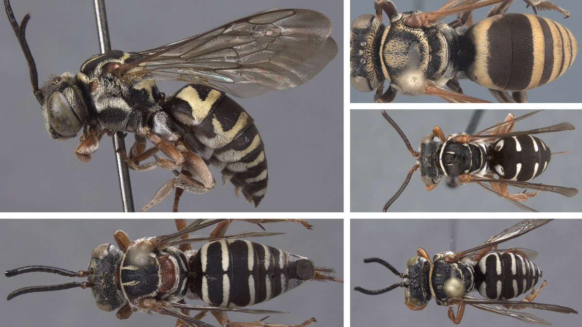 Thomas Onuferko 🇺🇦 (@tonuferko) on Twitter photo I'm pleased to announce our taxonomic revision of the bee genus Triepeolus in South America is now published in <a href="/ejtaxonomy/">European Journal of Taxonomy</a>: doi.org/10.5852/ejt.20…. The 9 species can be identified with our fully-illustrated, dichotomous key (available in English, Portuguese, and Spanish). I'm pleased to announce our taxonomic revision of the bee genus Triepeolus in South America is now published in <a href="/ejtaxonomy/">European Journal of Taxonomy</a>: doi.org/10.5852/ejt.20…. The 9 species can be identified with our fully-illustrated, dichotomous key (available in English, Portuguese, and Spanish).
