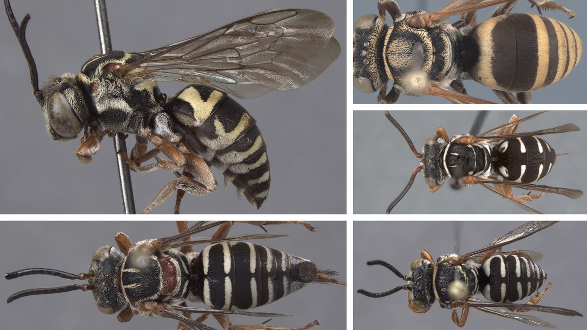 I'm pleased to announce our taxonomic revision of the bee genus Triepeolus in South America is now published in @ejtaxonomy: doi.org/10.5852/ejt.20…. The 9 species can be identified with our fully-illustrated, dichotomous key (available in English, Portuguese, and Spanish).