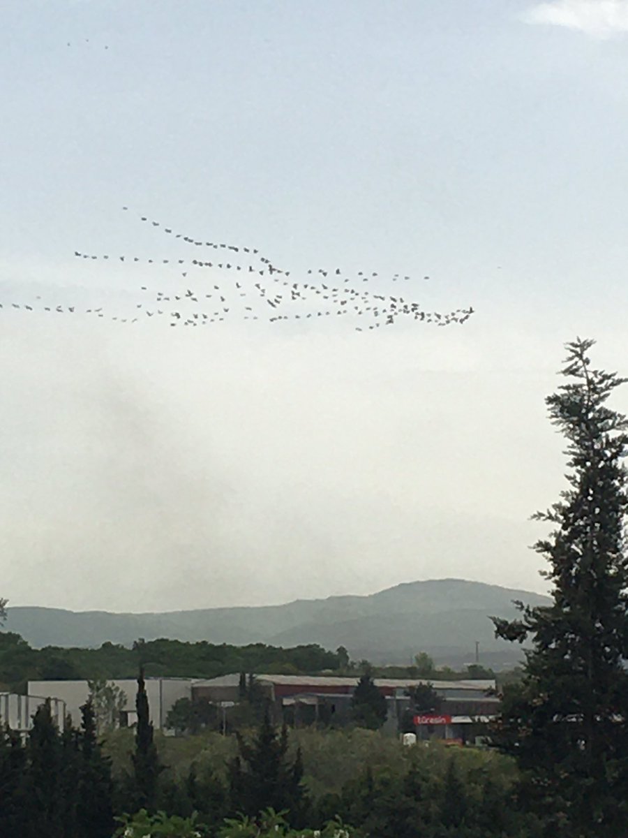 Kuşların Karacabey istikametine doğru göç hareketi. Bursa çevreyolunda görüntüledim. Buradan size de haber vermek istedim @alpertuydes