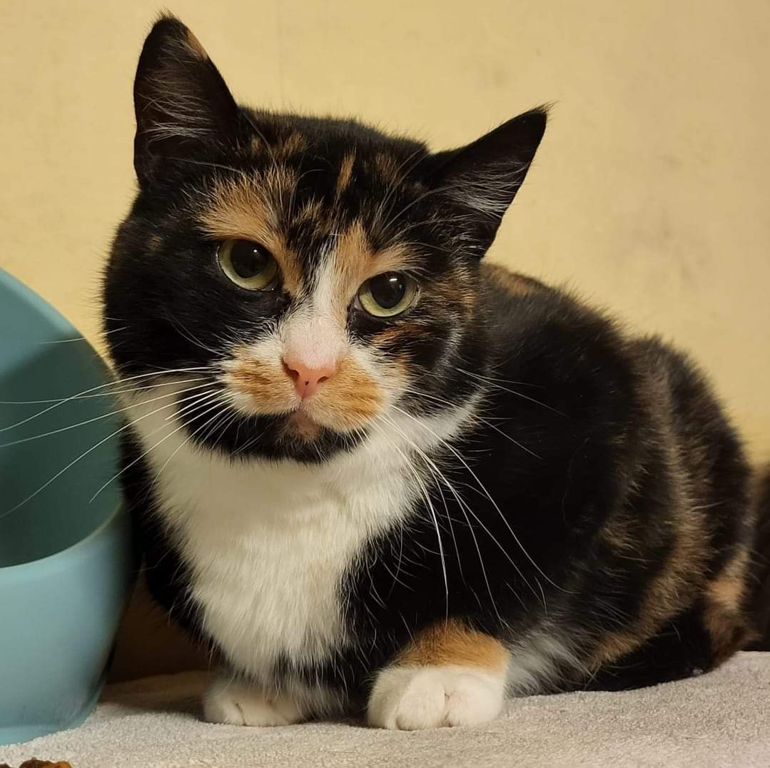 🐾PAMANI MANI! 🐾 Lūdzu, dalies🙏, lai PRINCESE atrod savu cilvēku un mājas! 💛❤️
2g.v Princese pagājušā gadā tika atrasta Berģu Depo. Neviens viņu nemeklēja, tādēļ kaķenīte lūkojas pēc jaunām mājām. Sadzīvo ar citiem kaķiem, skaista, mīļa. 🙏❤️ #ulubele #adoptēulubelē #dzilvēks