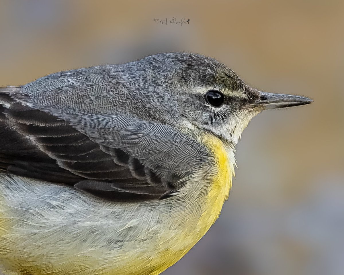 GreyWagtail #portraitb#grey #BirdsSeenIn2024 #IndiAves #ThePhotoHour #birds #birdphotography #ngtindia #NaturePhotography #BBCWildlifePOTD #TwitterNatureCommunity @IndiAves #birdwatching @BirdPlanets #bird #BirdsOfTwitter @NatGeoIndia @natgeowild #flycatcher #aves #Birdcpp