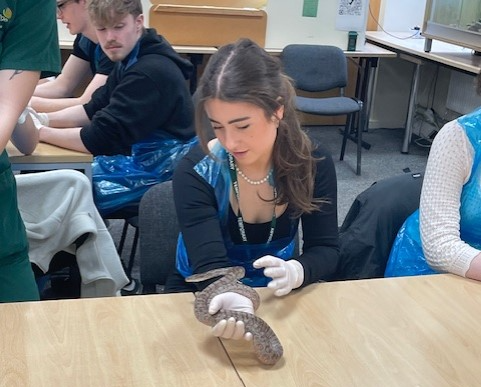 Face your fears! Our A level Psychologists put on a brave face and were able to use of the animals in our exotics room to practice a therapy technique called Flooding, where you are exposed to your phobias. Fears were faced and all got stuck in, holding snakes and tarantulas!🐍