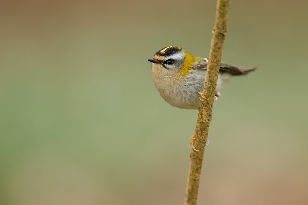 thomas_winstone's tweet image. A whopping 4 Firecrests found today in the Forest of Dean! They&apos;re obviously doing well this year, or is it an eruption? All in and around Pillowell. @Natures_Voice @GlosBirds @GlosterBirder @BirdGuides #firecrest @CanonUKandIE R3 and RF400mmf2.8