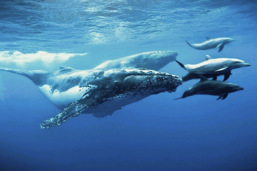 No other species on earth evokes so much human fascination and empathy as whales and dolphins, which have become tragic symbols of our deteriorating relationship with the ocean. #WetTribe #TidetotheOcean #WhaleWednesday #ShipStrikes #Entanglement #SaveTheWhales #SaveTheDolphins