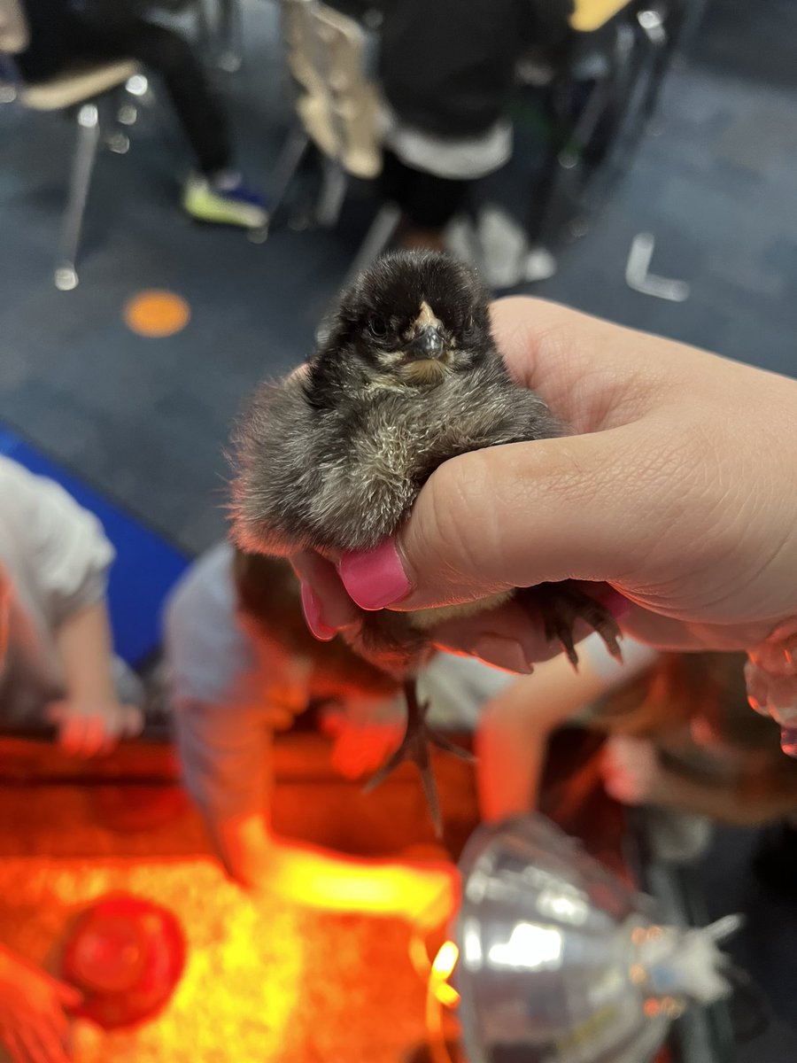 WeirClass's tweet image. We loved playing with 3rd grades chicks!