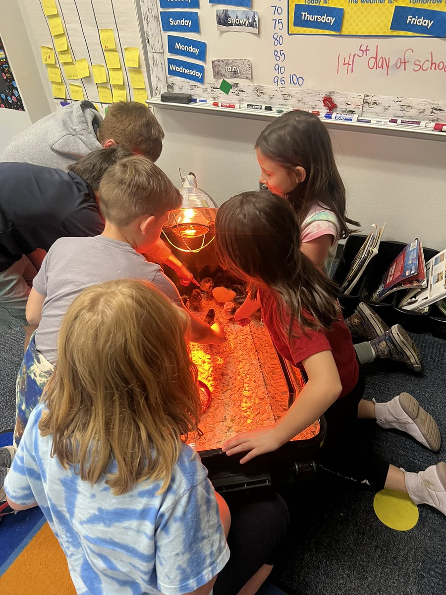 WeirClass's tweet image. We loved playing with 3rd grades chicks!