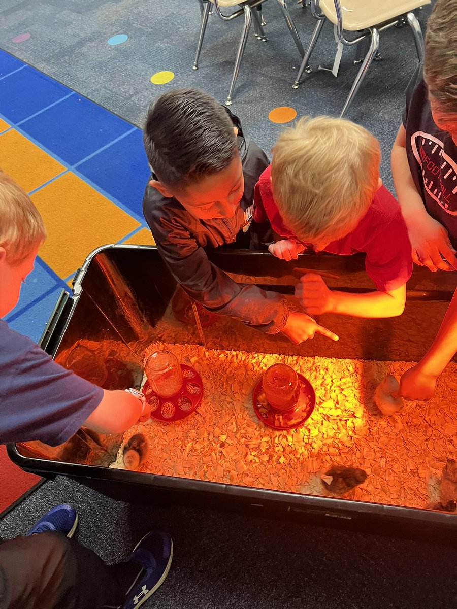 WeirClass's tweet image. We loved playing with 3rd grades chicks!