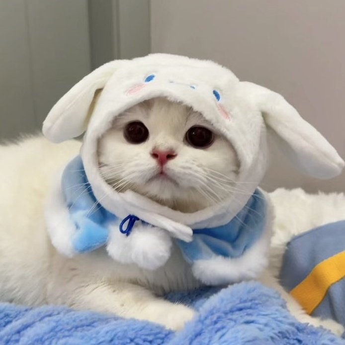 cinnamoroll cat