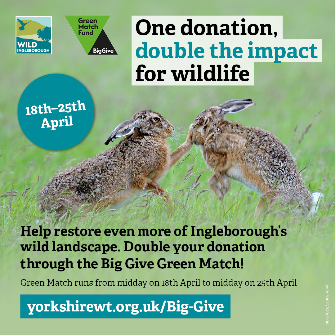 Nationally incredibly rare plants hang onto one inaccessible cliff ledge on Ingleborough, whilst others grow nowhere else in the world!😮 It’s a race against time to create a wildlife-rich network before these species are lost forever.👇 yorkshirewt.org.uk/Big-Give #GreenMatchFund