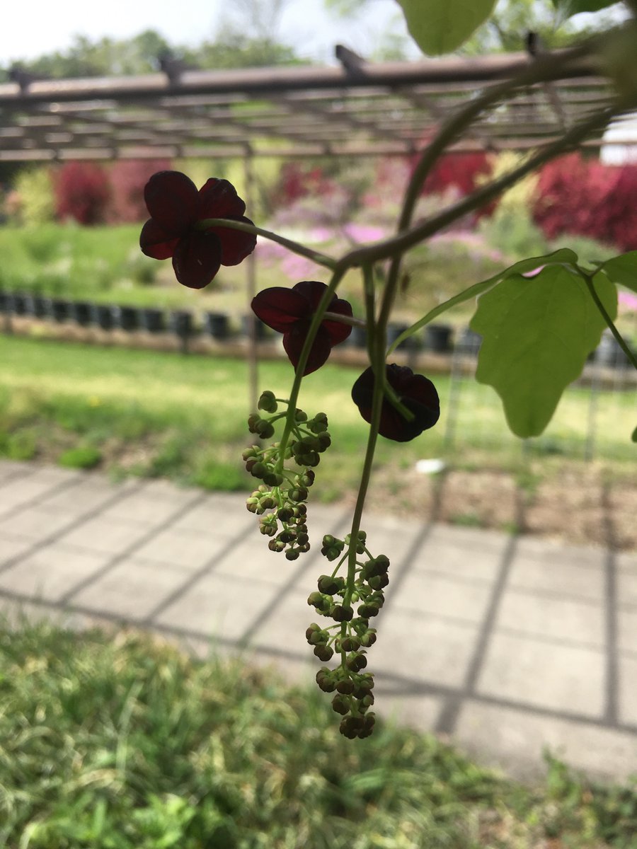 🌷#京都府立植物園 🌸
アケビ、ムベ、ミツバアケビ
四季 彩の丘