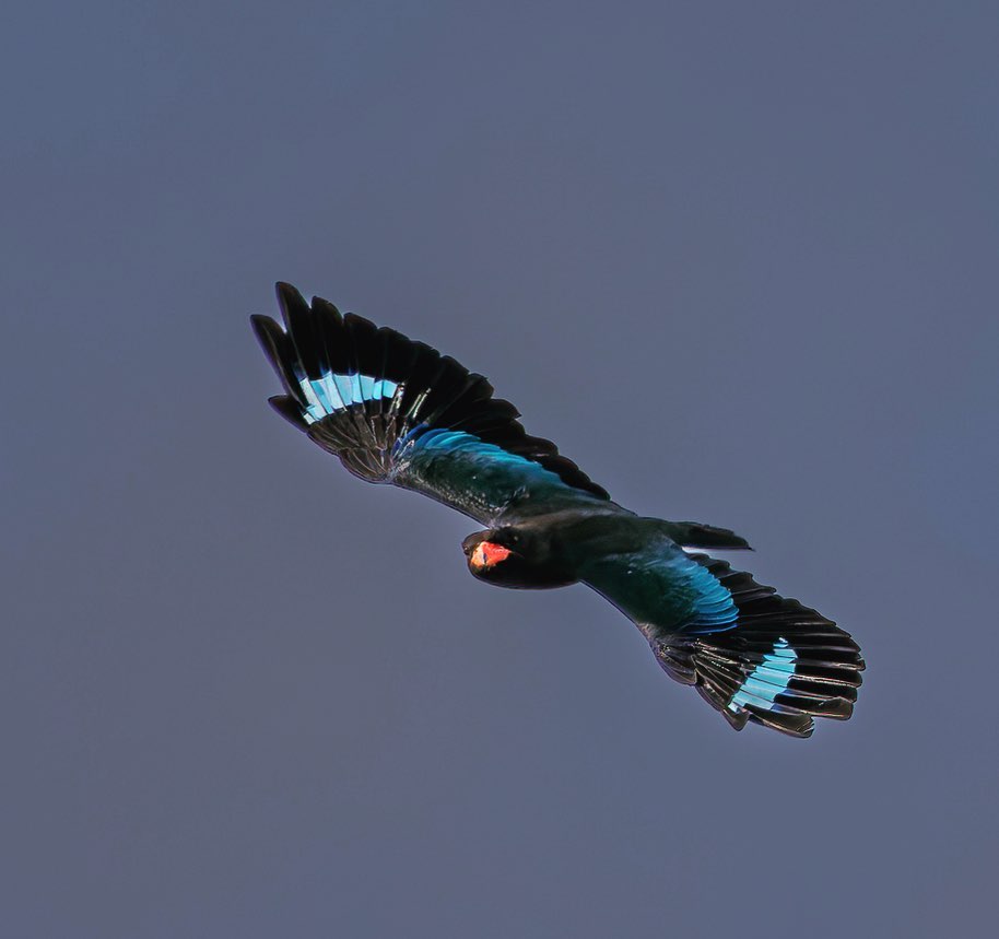 Banking turn: Oriental dollarbird (Eurystomus orientalis) in flight over #Brunei. Note how the head is stabilized to remain in a level orientation. Photo: EddBautista. Borneo #wildlife #birds #birding #wildlifephotography