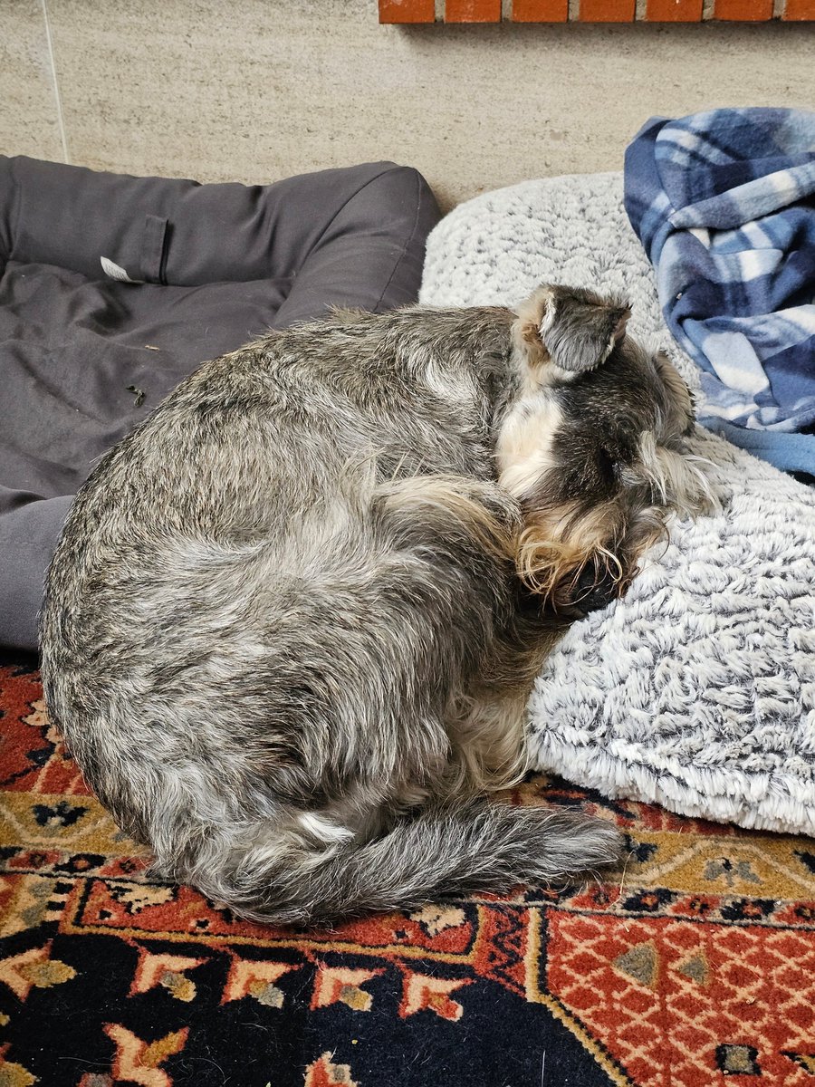 Oh, the misery, none of my beds is good enough for me 😫 #SchnauzerGang #King #spoiled