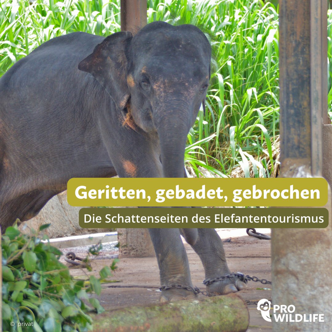 prowildlife's tweet image. #Elefantenreiten ist bei vielen eine beliebte Urlaubs-Aktivität. Doch dahinter steckt, meist lebenslanges, Tierleid.😞🐘  Alle Hintergründe zum Elefantentourismus 👉 prowildlife.de/aktuelles/hint… #NotAnEntertainer