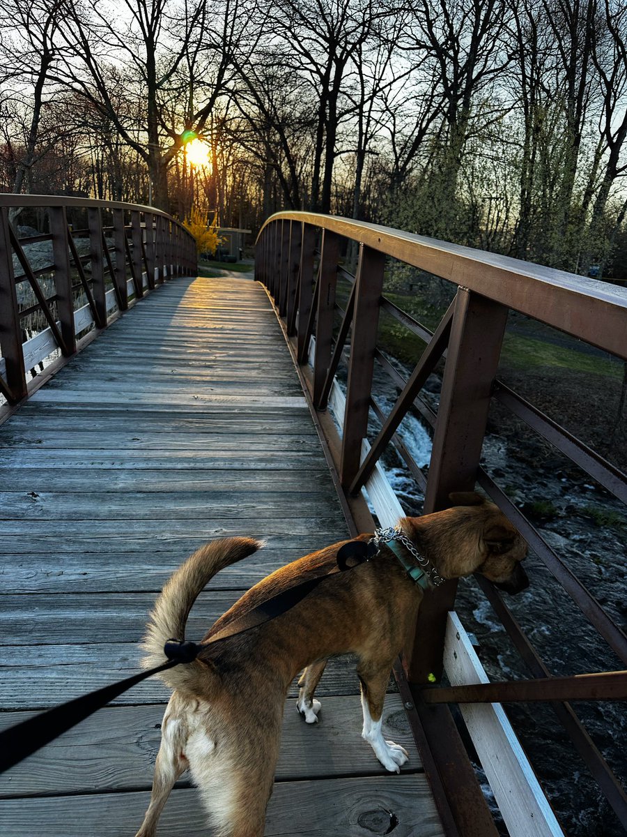 Tomorrow Eevee goes for her spay surgery, so today we enjoyed our last big walk for a couple of weeks. Nothing better than watching the sunrise in nature with your dog. 💜