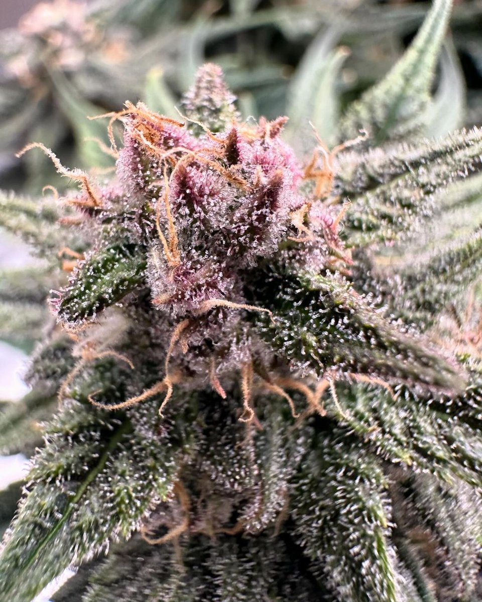 🔝 NEW STRAIN
🍋🍒LEMON CHERRY COOKIES AUTO™
The purple king of all purples.
Up to 28.5% THC! 
Ripe cherry on lemon cookies. Super fruity terps with a funky twist.
Fast forward harvests. Full cycle in 8 weeks! 
Get 15% OFF with the code TWITTER
By 🧑‍🌾 Autoflower.mt