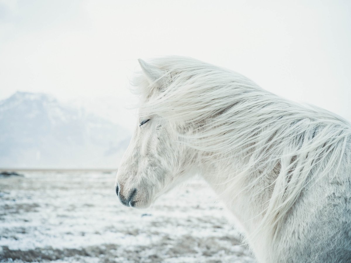 Immerse yourself in the breathtaking beauty of this stunning shot by Andre Schönherr! This personal project beautifully showcases the cold, isolated charm of Iceland, with a majestic horse adding a touch of serenity to the scene. Captured with the Hasselblad X1D.