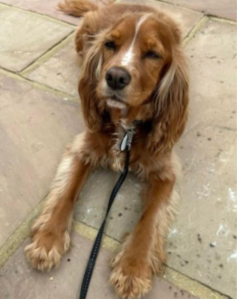 #SpanielHour 

CHILLI Lost female red #cocker 
Little Italy Cafe, #SunburyonThames, #TW16
11/04/24 ap 9.25am
went into river by the Little Italy Cafe - still has long lead on (5 ft cable with blue plastic handle 07850 800959
doglost.co.uk/dog-blog.php?d…

@JacquiSaid @BitofDecorum