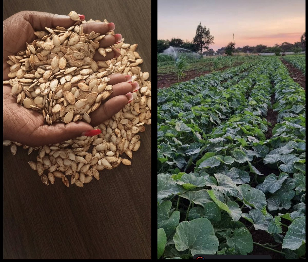 Pumpkin seeds - Pumpkin leaves/Muboora/Chibwabwa If you are looking for a good low cost, low hanging fruit veggies that can give you daily much needed petty cash, consider growing pumpkin leaves. Traditional food restaurants, homes always looking for fresh leaves #farming