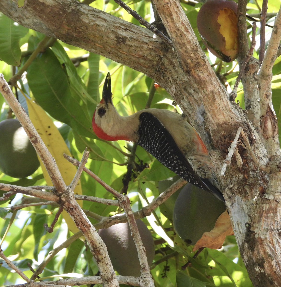 Good morning beautiful people! #Belizebirds #woodpeckerwednesday #outdoorsisfree