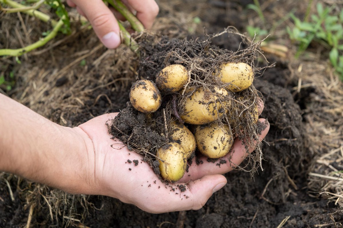 Potato Roguing is the process of identifying and disposing of abnormal plants, including tubers, and is an essential practice in the production of healthy seed potatoes. Want to learn more? Sign up for this 5-day course offered by @ConsultingSAC this June! buff.ly/3U2MJrC