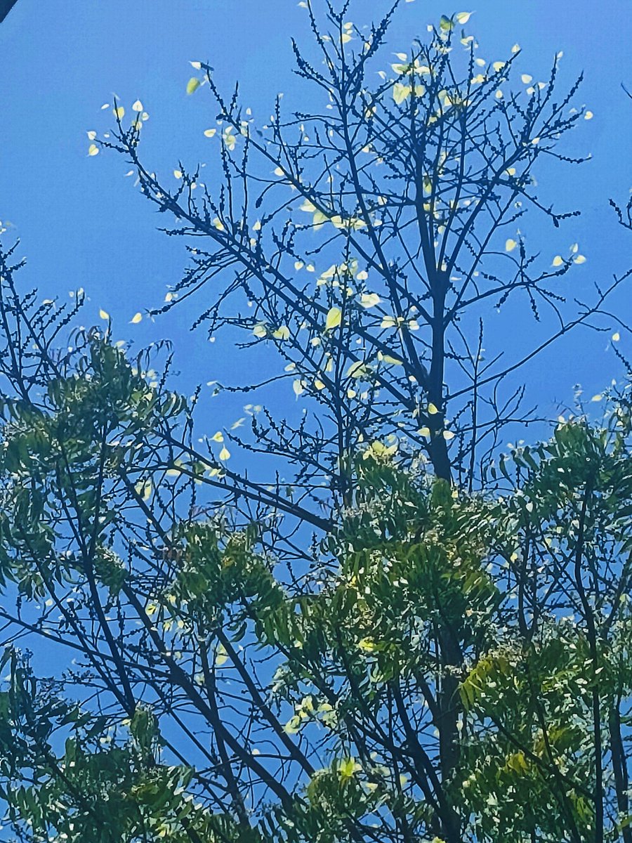 The light of new 
With these 
florescent leaves few
Perched on branches, 
summer parched 
Leaving hope to bind 
With every watching eye 
that finds. #vss365 #poetrycommunity
#PhotographyIsArt