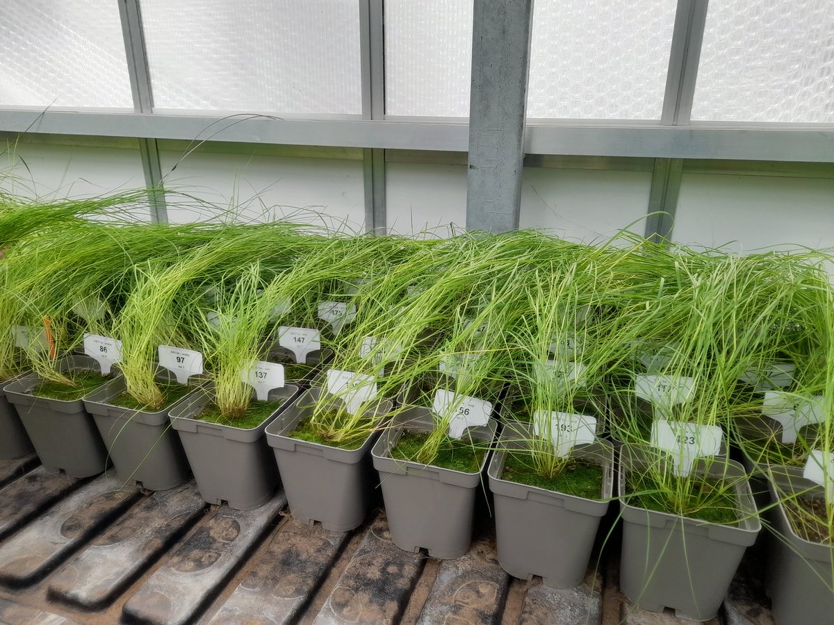 I mean... I guess now it's too late to change model species..? Wheat is now flowering but counting vulpia flower heads is a crazy task in such a density of pots! Trying to comb the plants to see something.. @NRInstitute @ArsalKainat @JonneRodenburg @niabjohn