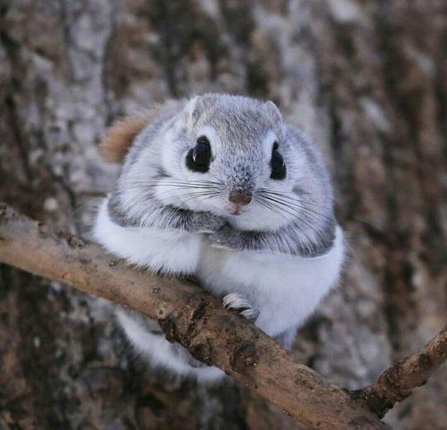 Cute Japanese Flying Squirrel 🐿️🖤🩶🤍🇯🇵🥰
#WildlifeWednesday #whiskerswednesday #Wednesdayvibe #WednesdayMotivation #WednesdayMorning #wildlifephotography #NatureBeauty