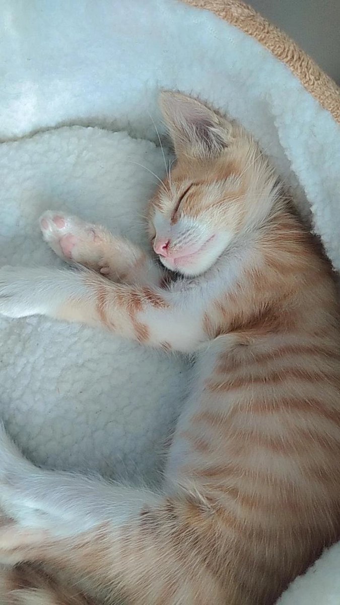 Lisjk6's tweet photo. @twaniimals ❤ https://t.co/NE3Ug3n1xC