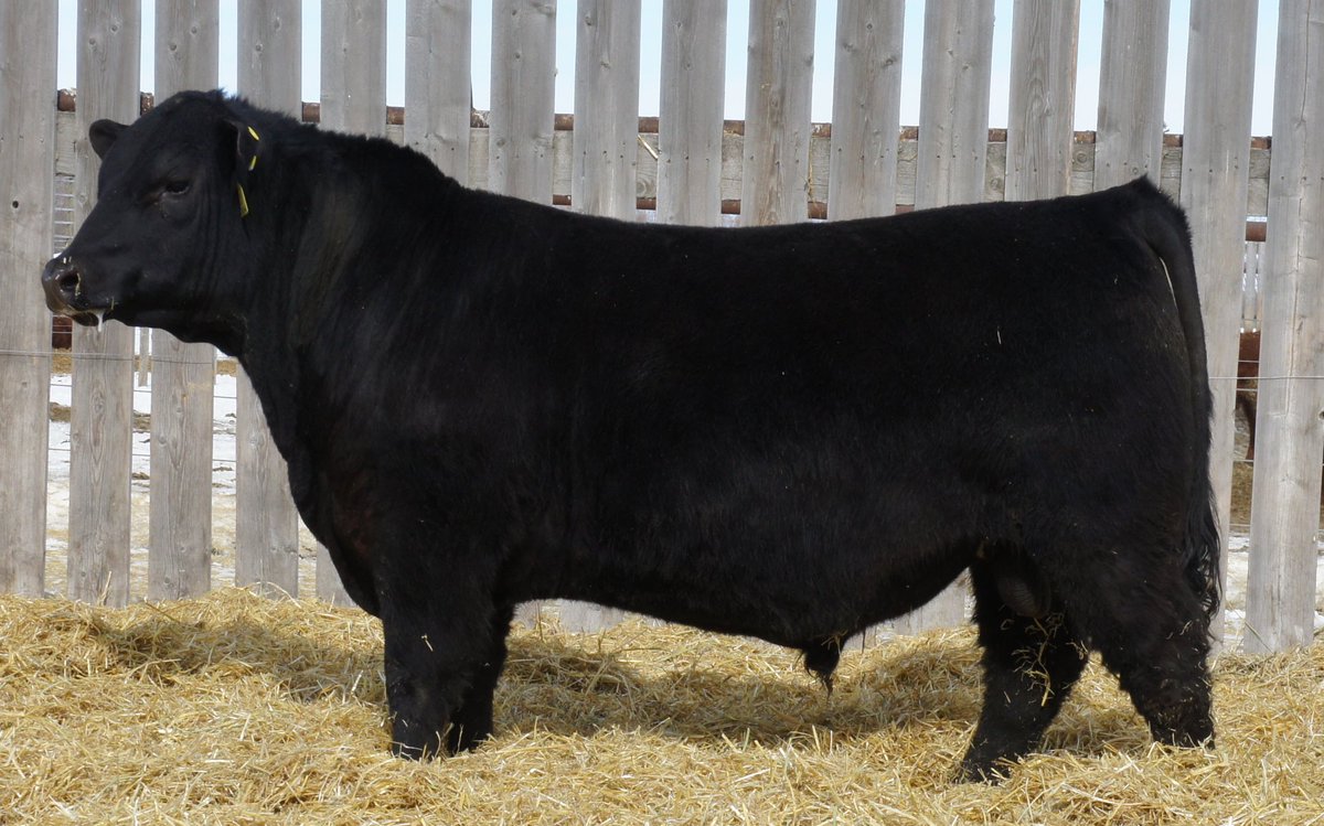 Lot 25 bw 79 lbs very smooth made lots of proformance sella April 19 1 pm