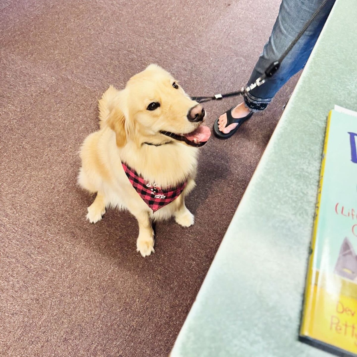 What would your ideal birthday outing be like? For Riley, it was a walk on the beach and a trip to the bookstore for a new book! Happy 3rd birthday and #WoofWednesday from RJ Julia Booksellers. 🥰🐾 Get a copy of 'Don't Trust Cats' for your dog: bit.ly/4411ZK3