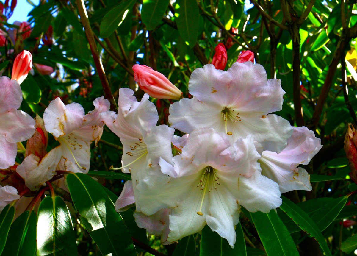 HergestG's tweet photo. At last sunshine! Here at Hergest Croft, the gardens have exploded with colour! Magnificent Rhododendrons, Magnolias, Irises and our famous Spring borders! There are breathtaking sights to see at every turn in our stunning 70 acre gardens, so please do come and visit us soon! https://t.co/FC2R8Y4ldn