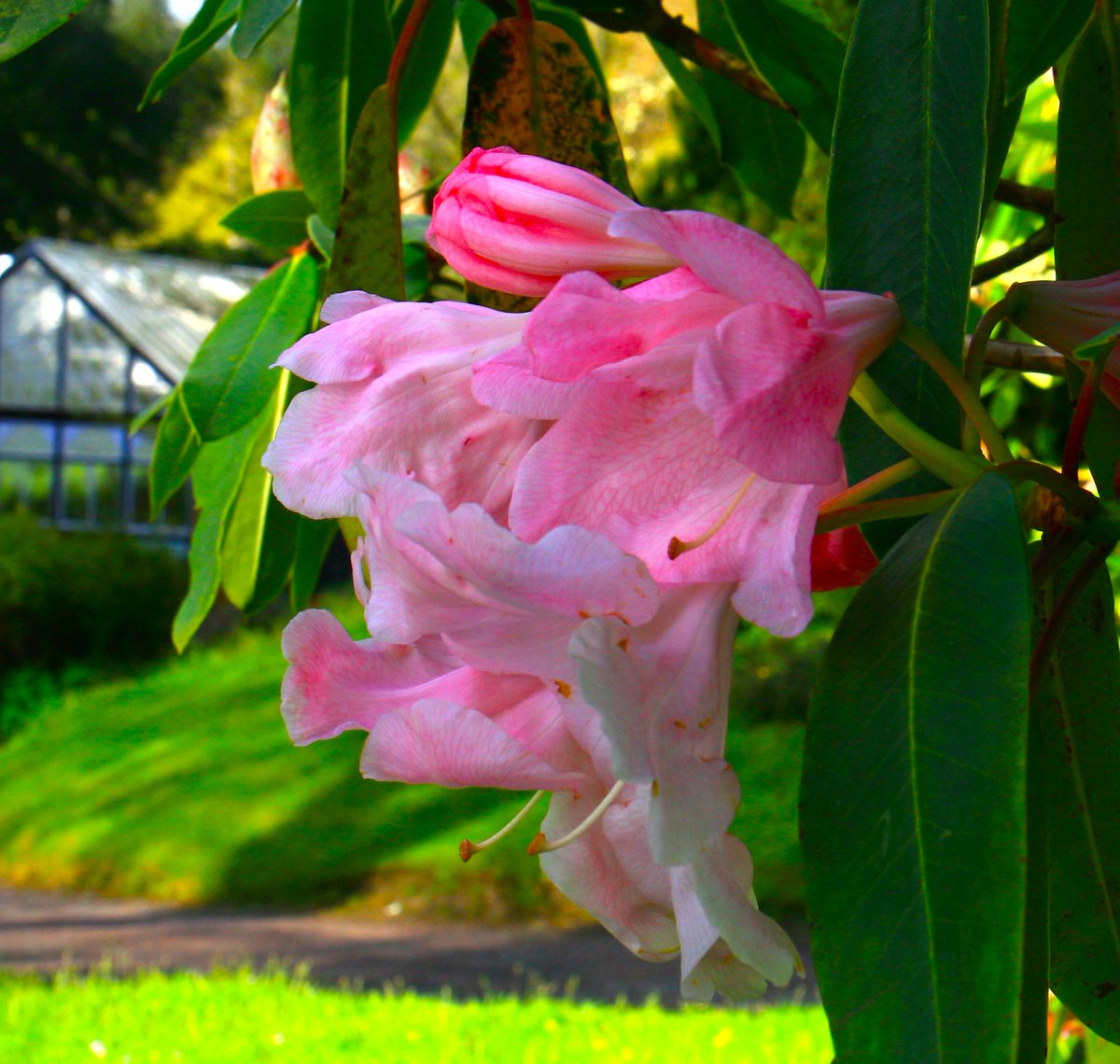 At last sunshine! Here at Hergest Croft, the gardens have exploded with colour! Magnificent Rhododendrons, Magnolias, Irises and our famous Spring borders! There are breathtaking sights to see at every turn in our stunning 70 acre gardens, so please do come and visit us soon!
